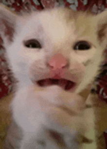 a close up of a white cat with its mouth open and a pink nose .