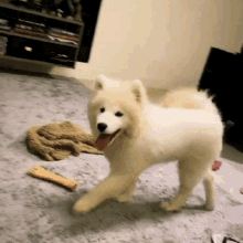 a white dog with its tongue hanging out is walking on a rug