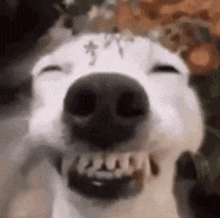 a close up of a dog 's face with its mouth open and teeth visible .