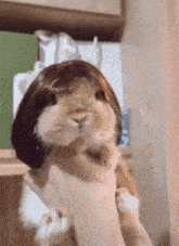 a person is holding a rabbit with a wig on it