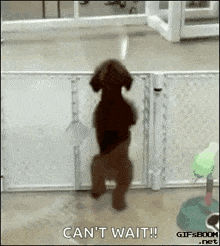 a dog is standing on its hind legs in front of a fence and a sign that says `` can 't wait '' .