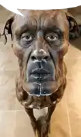 a statue of a dog with a speech bubble above it