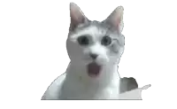 a close up of a cat with its mouth open on a white background