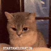 a cat is sitting in front of a window and the website starttamilchat.in is below it