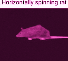 a picture of a horizontally spinning rat on a black background