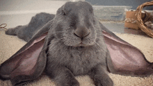 a close up of a gray rabbit laying on the floor with its ears spread out .