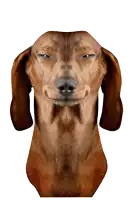 a close up of a dachshund 's face making a funny face