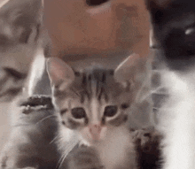 a kitten is sitting on a person 's lap .