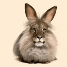 a rabbit with lion ears and a lion face