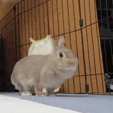a small rabbit is standing in front of a cage looking at the camera .
