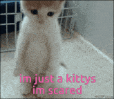 a picture of a kitten with the words im just a kitty im scared on the bottom