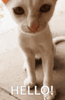 a close up of a white cat with the word hello on it